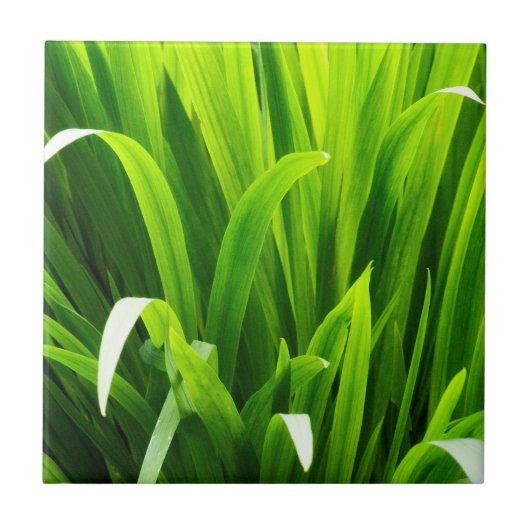 Lederen met achtergrondverlichting in de tuin tegeltje (Voorkant)