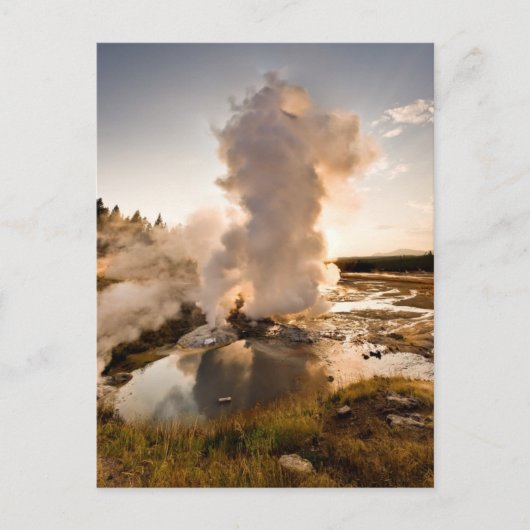Ledge Geyser, Norris Geyser Basin Briefkaart (Voorkant)