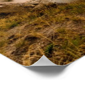 Ledge Geyser, Norris Geyser Basin Poster (Hoek)