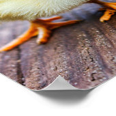 "Leef en laat leven" met een schattige gele grieze Poster (Hoek)