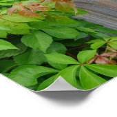 Leef je leven, Chief Tecumseh Poster (Hoek)