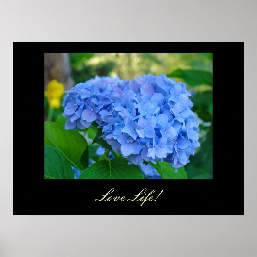Leef Leven! kunstprinten Blauwe Hortensia Bloem ku Poster (Voorkant)