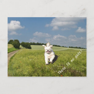 "Leef zoals..." Briefkaart boeddhist (matrix) vers