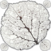 Leefblad van Aspen 1 Sticker (Voorkant)