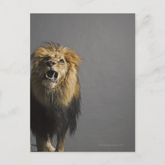 Leefhouderij Briefkaart (Voorkant)