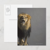 Leefhouderij Briefkaart (Voorkant / Achterkant)