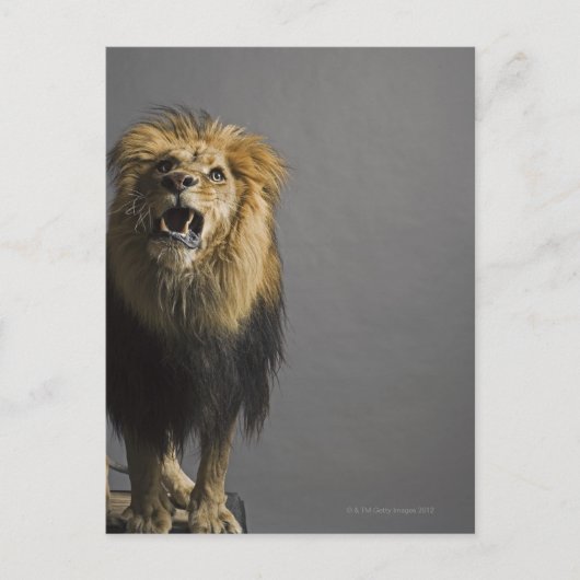 Leefhouderij Briefkaart (Voorkant)