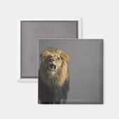 Leefhouderij Magneet (Voorkant / Achterkant)