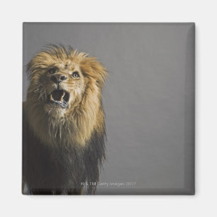 Leefhouderij Magneet