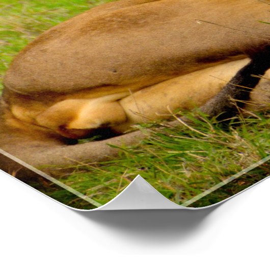 Leefloperij Poster (Hoek)