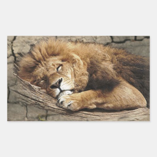 Leeftijd Dierlijke wilde kattensteen Rechthoekige Sticker (Voorkant)