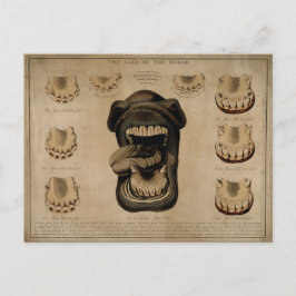 Leeftijd van de Waterverf van de paardenmond Teth  Briefkaart