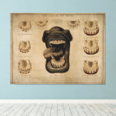 Leeftijd van de Waterverf van de paardenmond Teth  Canvas Afdruk (Insitu (Houten vloer))