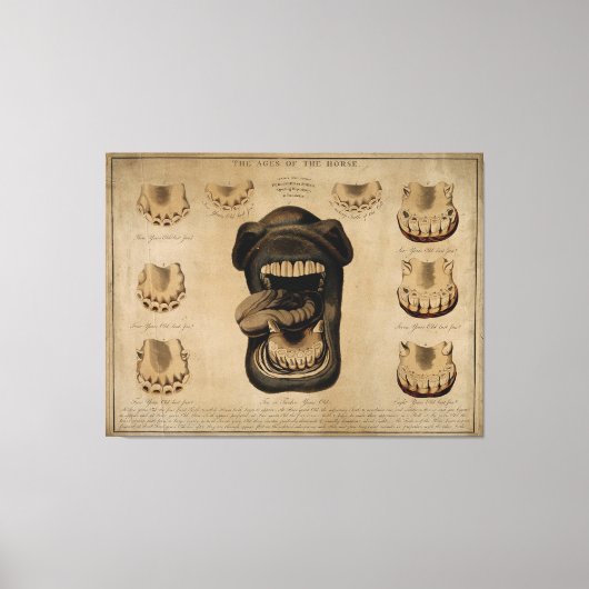 Leeftijd van de Waterverf van de paardenmond Teth  Canvas Afdruk (Voorkant)