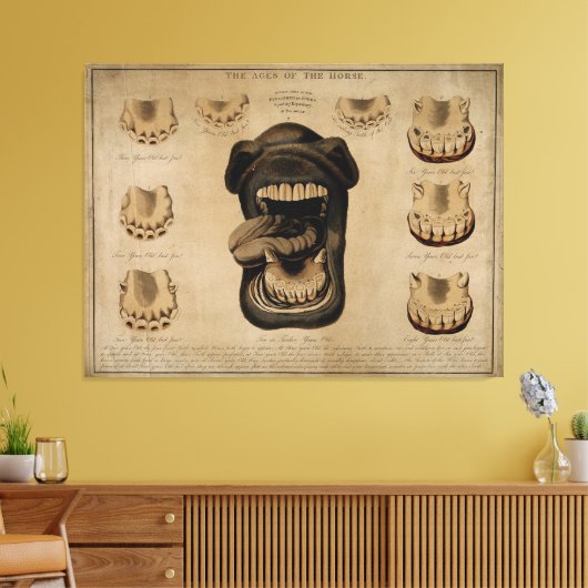 Leeftijd van de Waterverf van de paardenmond Teth  Canvas Afdruk (Insitu (Woonkamer))