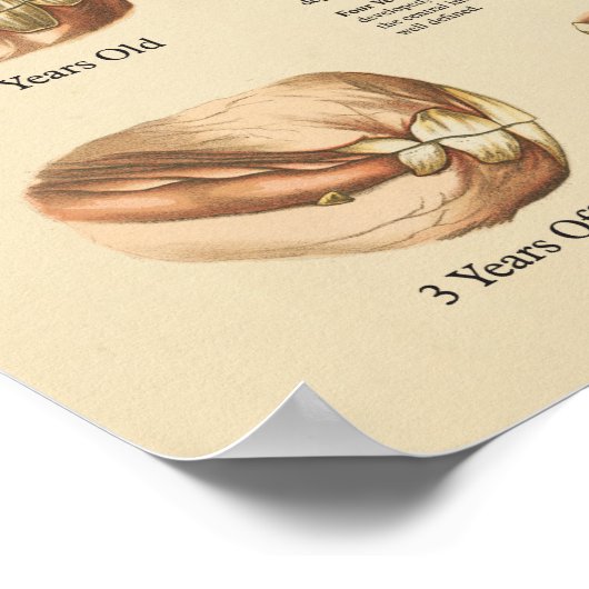 Leeftijd van het paard aangegeven door de Teth Cha Poster (Hoek)