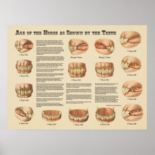 Leeftijd van het paard aangegeven door de Teth Cha Poster