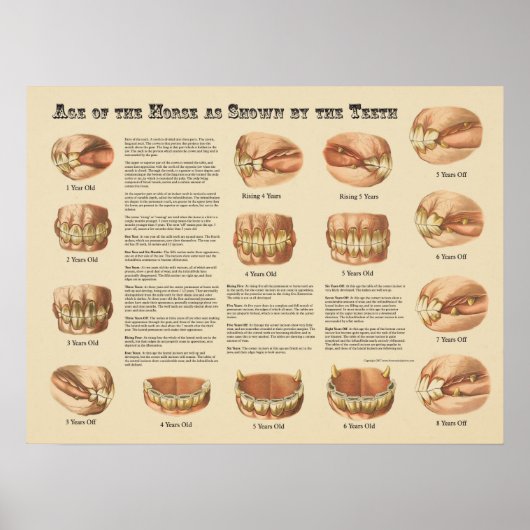 Leeftijd van het paard aangegeven door de Teth Cha Poster (Voorkant)