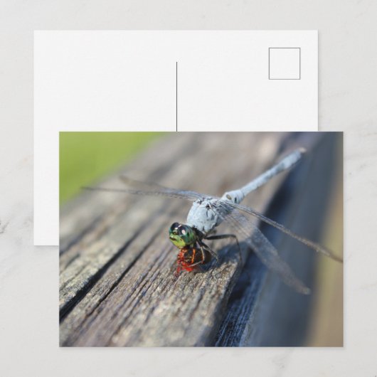 Leeg Briefkaart van de libel (Voorkant / Achterkant)