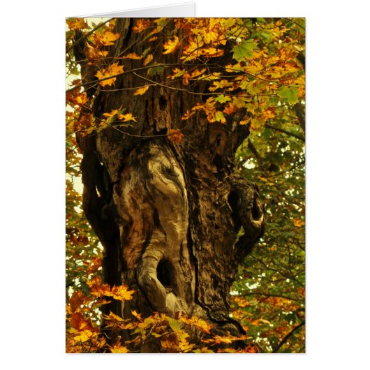 Leeg Kaart van de antieke boom (Voorkant)
