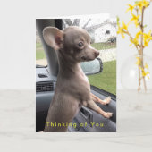 Leeg wenskaart Chihuahua - het Denken aan u Kaart (Gele Bloem)