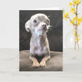 Leeg wenskaart Chihuahua Kaart (Gele Bloem)