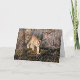Leeg Wenskaart: Het rondsnuffelen van Lynx Kaart