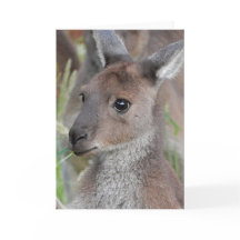 Leeg Wenskaart - Kangaroo Joey