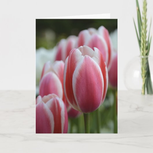 Leeg Wenskaart met Roze Tulpen Kaart (Voorkant)