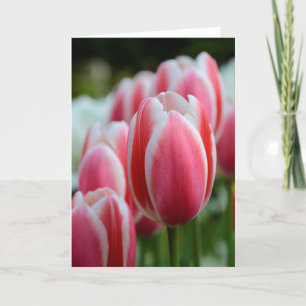 Leeg Wenskaart met Roze Tulpen Kaart