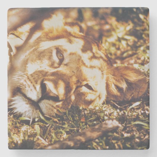 Leen de ogen op je onderzetter van het wild leven (Voorkant)