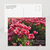 Leen Van Der Mark Tulips, Oregon Briefkaart (Voorkant / Achterkant)