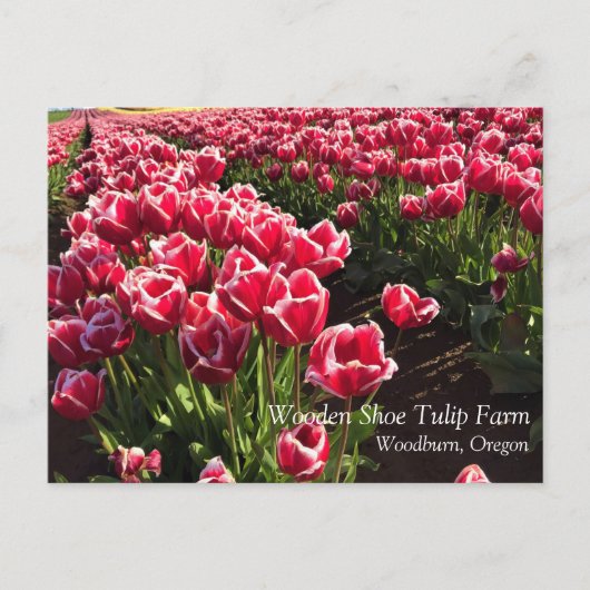 Leen Van Der Mark Tulips, Oregon Briefkaart (Voorkant)
