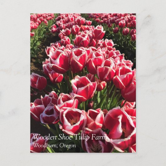 Leen Van Der Mark Tulips, Oregon Briefkaart (Voorkant)