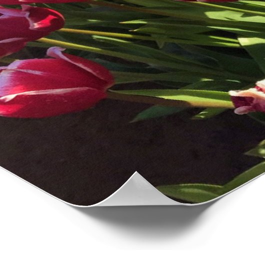 Leen Van Der Mark Tulips, Oregon Poster (Hoek)