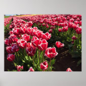 Leen Van Der Mark Tulips, Oregon Poster (Voorkant)