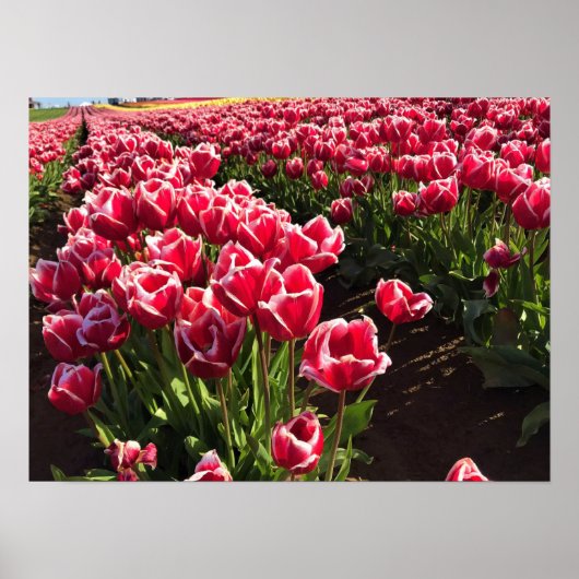 Leen Van Der Mark Tulips, Oregon Poster (Voorkant)