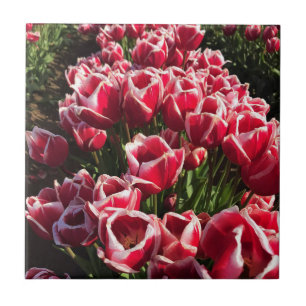 Leen Van Der Mark Tulips, Oregon Tegeltje