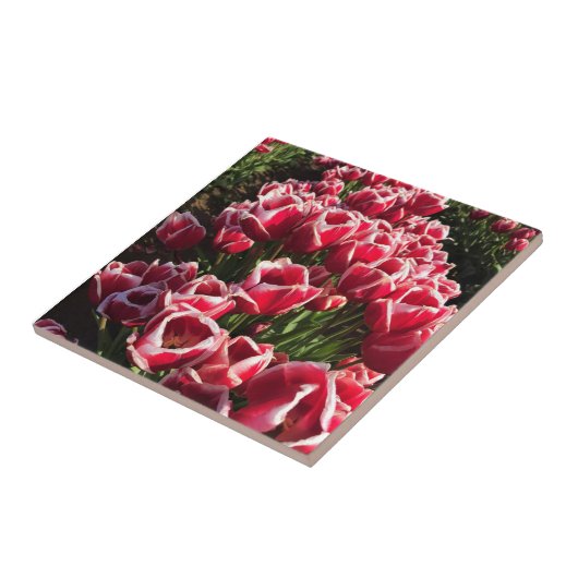 Leen Van Der Mark Tulips, Oregon Tegeltje (Zijkant)