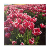 Leen Van Der Mark Tulips, Oregon Tegeltje (Voorkant)