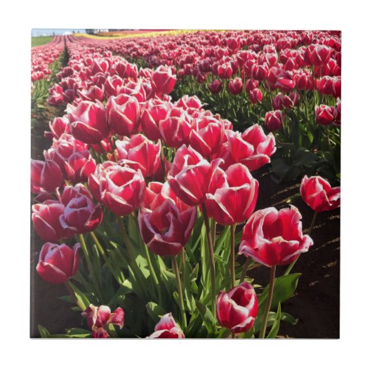 Leen Van Der Mark Tulips, Oregon Tegeltje (Voorkant)
