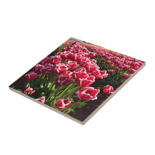 Leen Van Der Mark Tulips, Oregon Tegeltje (Zijkant)