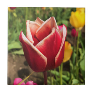 Leen Van Der Mark Tulp, Oregon Tegeltje