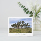 Leerbomen op het Briefkaart van het Ashdown Forest (Staand voorkant)