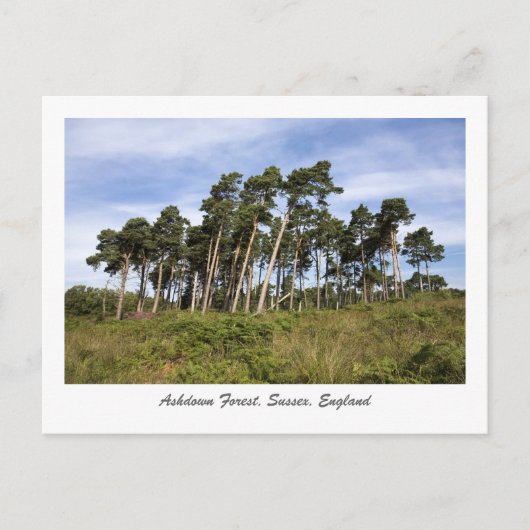 Leerbomen op het Briefkaart van het Ashdown Forest (Voorkant)