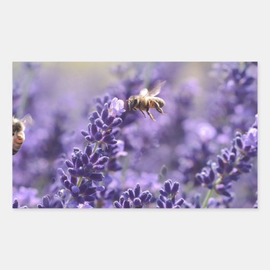 Leerlavender met bijen Paarse Floral Rechthoekige Sticker (Voorkant)