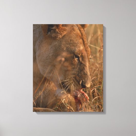 Leeuw 12 canvas afdruk (Voorkant)