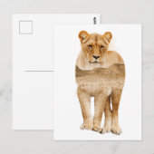 Leeuw Afrika Dubbele Belichting Ansichtkaart Briefkaart (Voorkant / Achterkant)