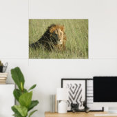 Leeuw bij rust poster (Thuiskantoor)