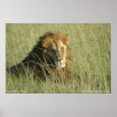 Leeuw bij rust poster (Voorkant)